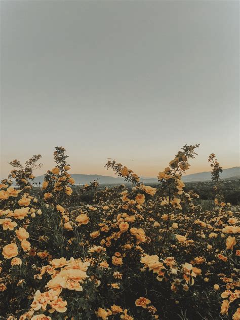 26 What Aesthetic Wallpapers Yellow Flowers 2022