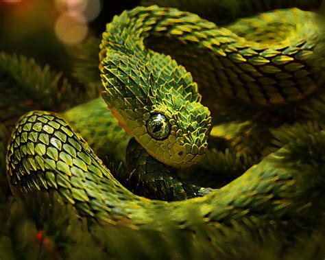 Green Unusual Snakes Cactus Camouflage Hd Wallpaper