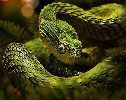 Viper Snakes Snake Animals Unusual Wallpapers Camouflage