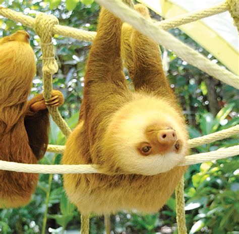 Sloth Sanctuary Ranked Worlds Best Vamos Costa Rica Blog