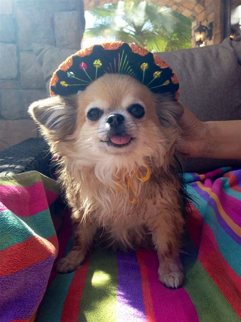 Fatty Wearing Her Sombrero In Palm Springs Long Coat Chihuahua