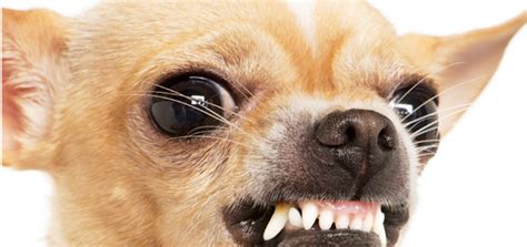 Why do cats hiss then? Why Growling is Good | Modern Dog magazine