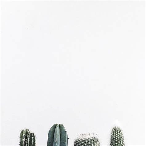 Minimalist Cactus And Succulents Wallpaper