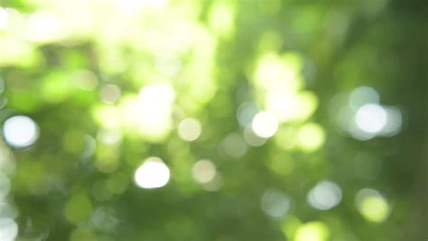 Shining Through Leaves Stock Footage Video Shutterstock
