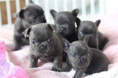 French bulldogs have risen to become one of the most popular dogs for people to own. AKC MINI FRENCH BULLDOG PUPPIES AVAILABLE FOR NEW HOMES ...