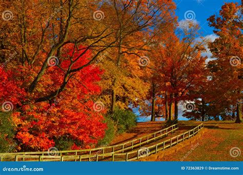 Autumn Pathway Stock Image Image Of Gold Brown Garden 72363829