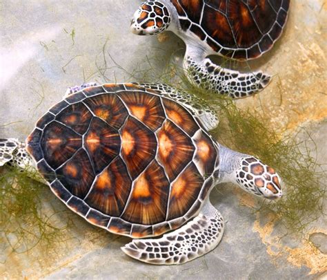 Florida Sea Turtles Florida Splendors
