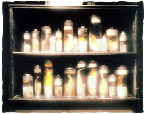 Preserved Fish Specimens Gathered By Darwin Photograph By Frances