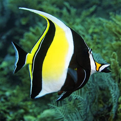 Moorish Idol Aquarium Reefsolution Inc