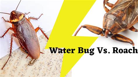 Water Bug Vs Roach The Cockroach Guide