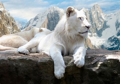 Top 15 Hình Nền Sư Tử Lion đẹp Cho Máy Tính