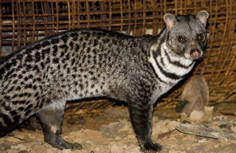 10 Best Images About Cats Civet On Pinterest Cats Love Dad And Snacks