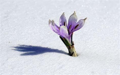 Purple Crocus Flower White Sand Daytime Winter Flower Snow