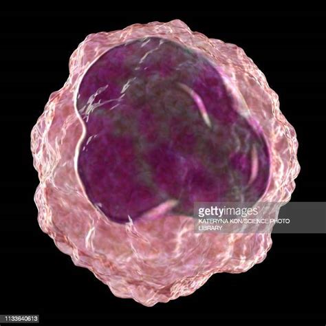 What Is A Monocyte Photos And Premium High Res Pictures Getty Images