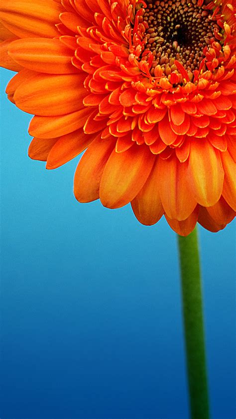 Default Wallpapers Of Lumia Tech Advice