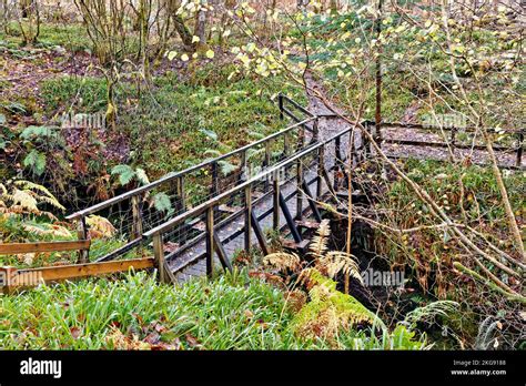 Black Rock Gorge Evanton Scotland The Small Wooden Bridge Over The