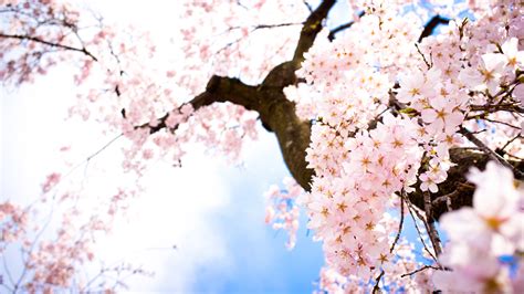 Sakura Spring Wallpaper 1920x1080 31718