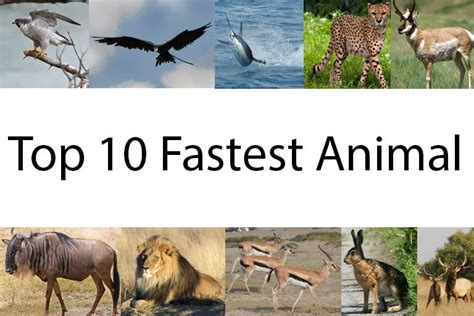 10 Fastest Animals On Earth Fastest Animals In The World