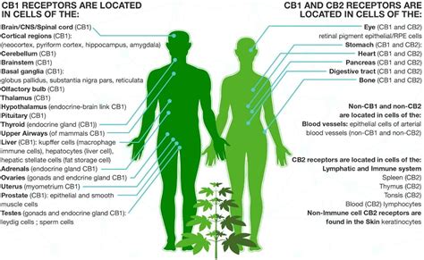 The Ecs Endogenous Cannabinoid System How The Body Receives Cbd