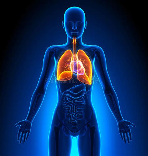 Your liver is about as. Lungs of Female Smokers stock illustration. Illustration of life - 36259305