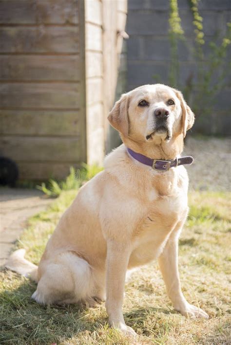 2353 Yellow Labrador Female Stock Photos Free And Royalty Free Stock