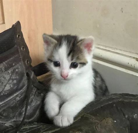 A Small Kitten Sitting On Top Of A Pair Of Shoes Next To A Shoe Bag