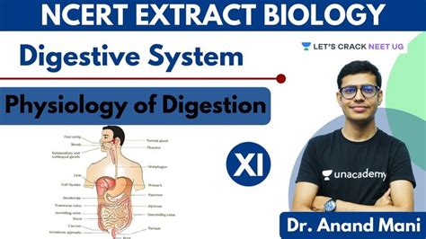 Digestive System Physiology Of Digestion Neet Biology Class 11th