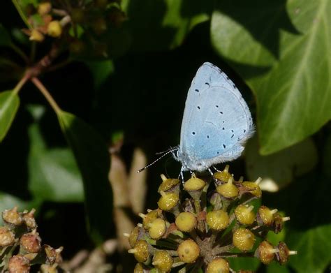Holly Blue Portland Dorset Butterflies