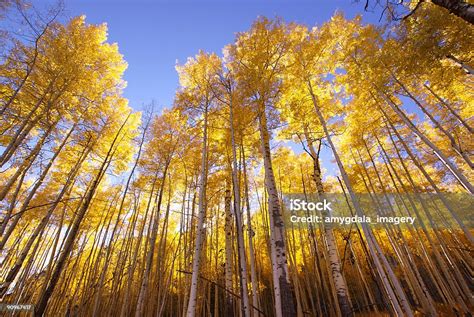 Autumn Landscape Forest Yellow Aspen Trees Stock Photo Download Image