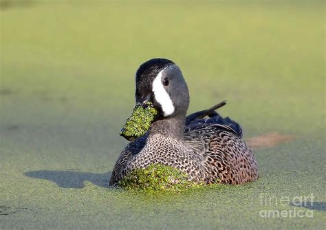 Male Blue Winged Teal Duck Photograph By Kathy Baccari Fine Art America
