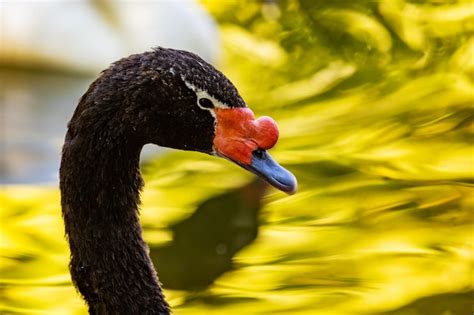 Cisne De Cuello Negro Aves Y Pájaros Mundo Acuático Y Fauna Fauna Y