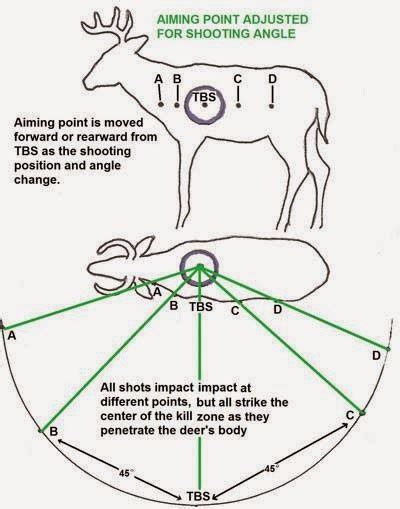 Whitetail Shot Placement Chart