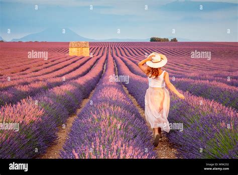 Woman With Hat Running In Lavender Fields Plateau De Valensole Alpes De Haute Provence