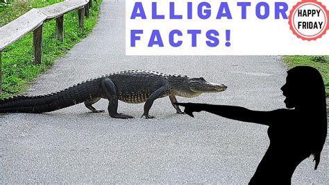Fun Alligator Facts Youtube