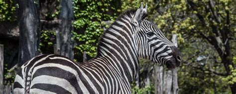 Plains Zebra Lincoln Park Zoo