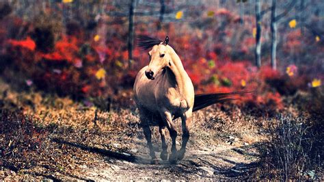 Photo Autumn Equine Beautiful Horse Animal Photography Wide