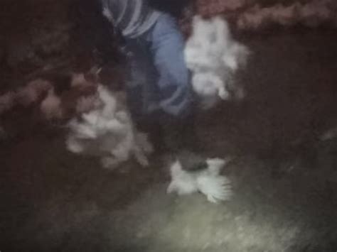 Nc Poultry Worker Arrested After Video Shows Him Stomping Throwing