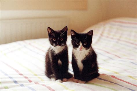Black Kitten Photography Black Kitten Desktop Wallpapers Top Free