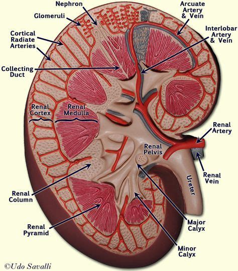 Kidney Medical Anatomy Kidney Anatomy Physiology