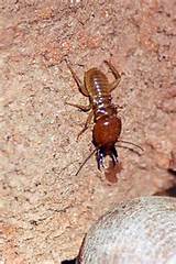 Images of What Is The Difference Between White Ants And Termites