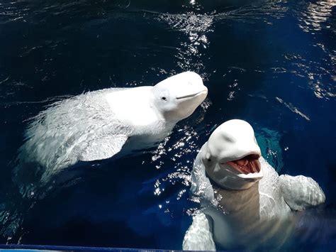 Belugas Take Little Steps Into The Ocean Sanctuary Whale And