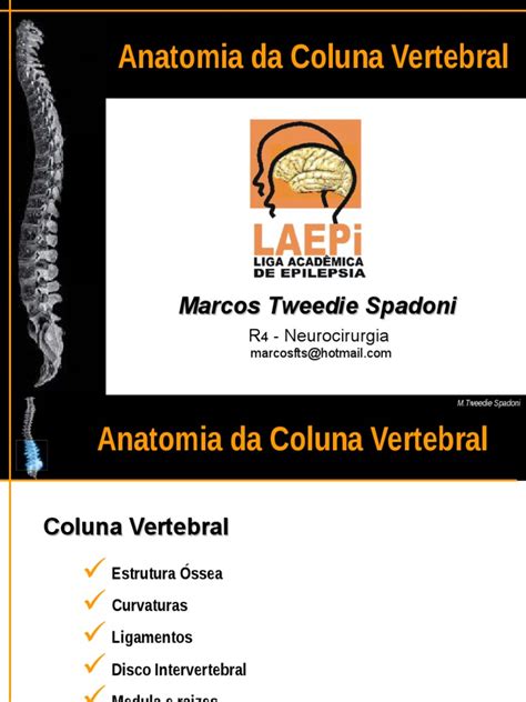 Anatomia Da Coluna Vertebral Pdf Coluna Vertebral Vértebra
