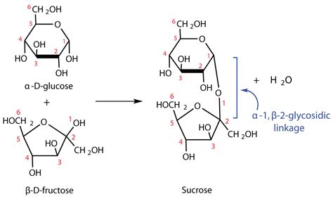 Glycogen consists of alpha glucose molecules which form (1,4) glycosidic bonds and (1,6) glycosidic bonds. Disaccharides