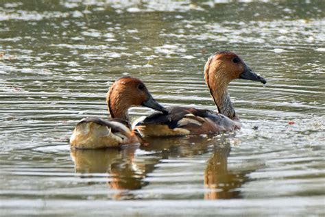 Fulvous Whistling Duck Big Year Birding