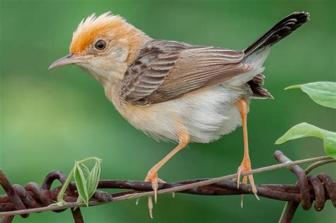 Top 10 Smallest Birds In The World Infomatx List Of Top 10