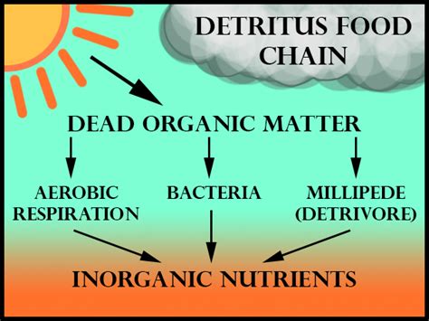 Detritus Food Chain Begins Witha Bacteria B Virusesc Algaed