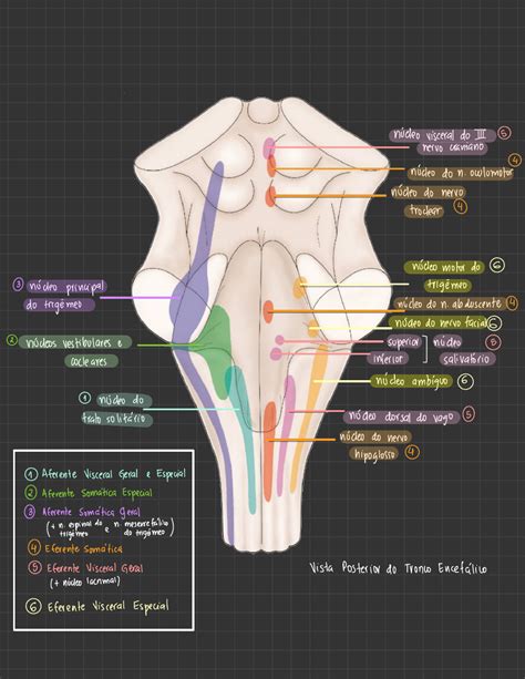 Diagrama Dos N Cleos Dos Nervos Cranianos No Tronco Encef Lico Neuroanatomia