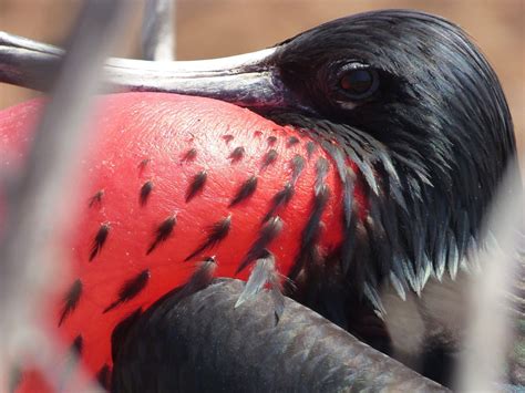 Magnificent Frigate Bird Ecuador Photography Video Photography