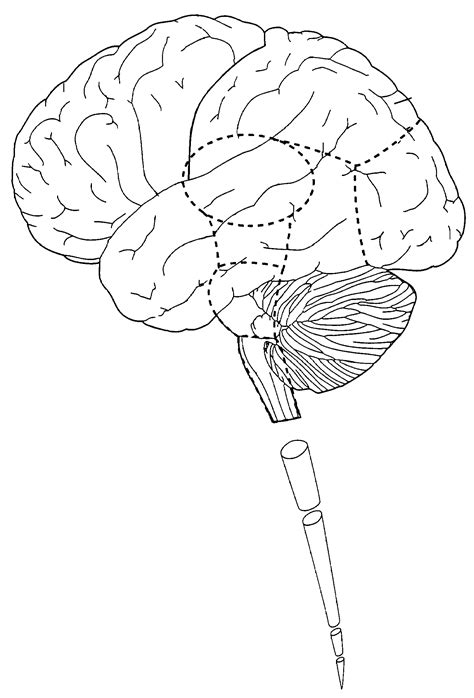 Introduction To The Nervous System