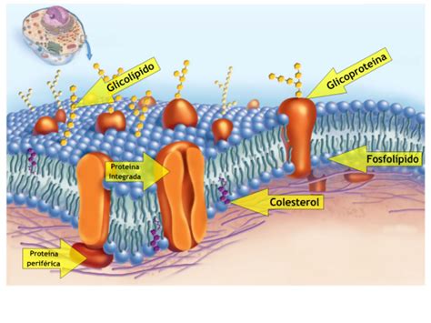 Principais Funções Da Membrana Plasmática Biologia Colégio Web